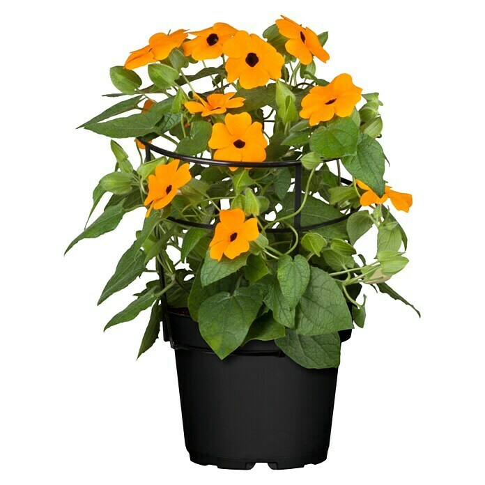 Thunbergia alata 12 orange