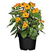 Thunbergia alata 12 orange