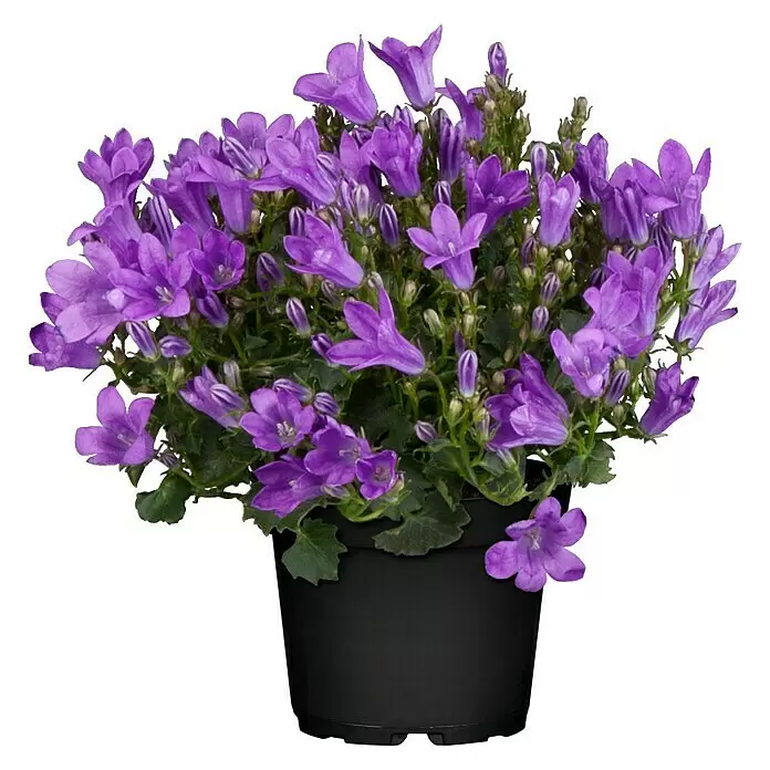 Piardino Polsterglockenblume - Campanula portenschlagiana, Topfgröße: 6 cm, Blau / Weiß - Vorderansicht