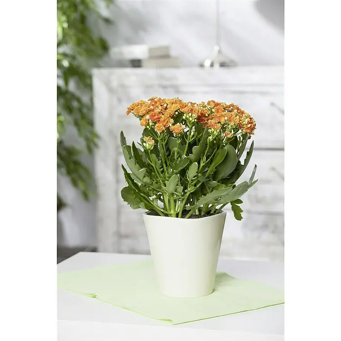 Piardino Flammendes Käthchen - Kalanchoe blossfeldiana, Topfgröße: 10 cm, Orange - Nahaufnahme einer Kalanchoe-Pflanze mit orangen Blüten in einem weißen Topf, die auf einem hellgrünen Tuch steht, vor einem unscharfen Hintergrund.