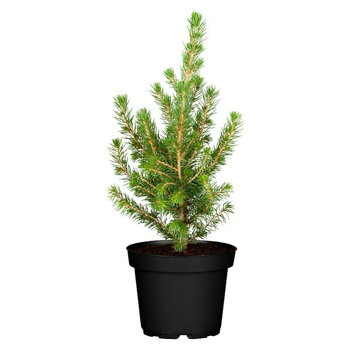 Picea glauca 9 Conica