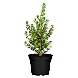 Piardino Zuckerhut-Fichte (Picea glauca 'Conica', Topfgröße: 9 cm)