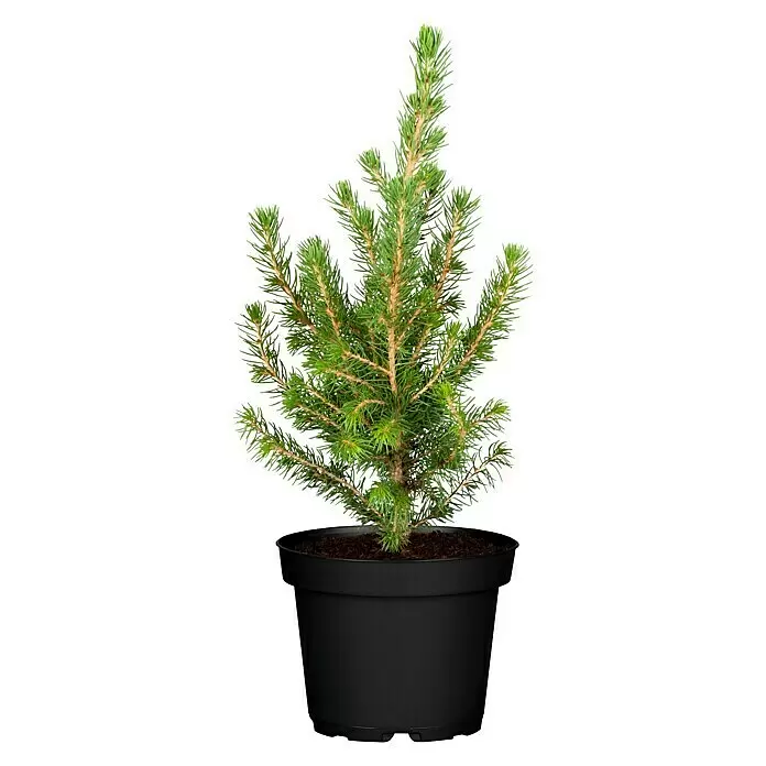Piardino Zuckerhut-Fichte Conica - Picea glauca 'Conica', Topfgröße: 9 cm - Vorderansicht