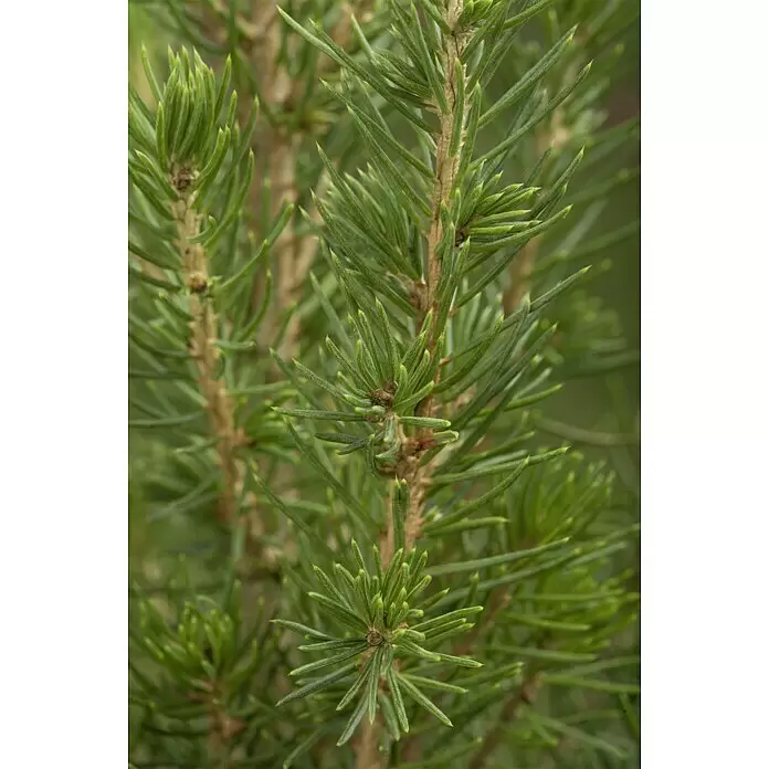 Piardino Zuckerhut-Fichte Conica - Picea glauca 'Conica', Topfgröße: 9 cm - Nahaufnahme von leuchtend grünen Kiefernnadeln an einem Zweig, die neues Wachstum und Textur zeigen.