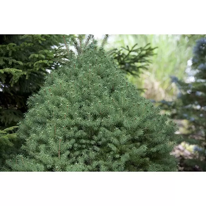 Piardino Zuckerhut-Fichte Conica - Picea glauca 'Conica', Topfgröße: 9 cm - Kompakte, grüne Zwergkonifere mit dichten, feinen Nadeln.