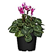 Piardino Zimmer-Alpenveilchen (Cyclamen persicum Fantasy, Topfgröße: 13 cm, Dunkelrosa/Weiß)