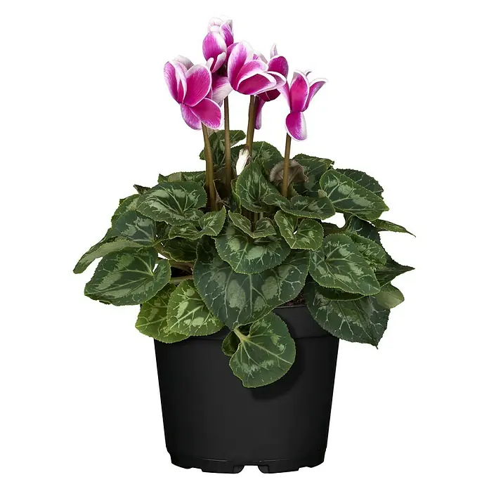 Piardino Zimmer-Alpenveilchen - Cyclamen persicum Fantasy, Topfgröße: 13 cm, Dunkelrosa/Weiß - Auf diesem Bild ist ein Topf mit einer Zimmer-Alpenveilchenpflanze zu sehen, die violette Blüten mit weißen Rändern hat.