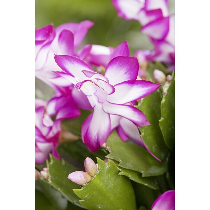 Schlumbergera bridgesii 12 knospig farbe