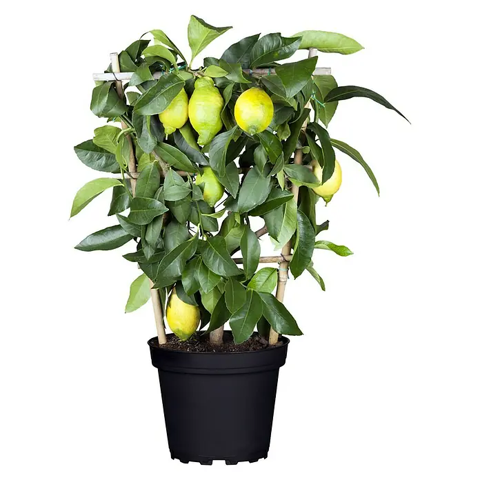 Piardino Limonero - Citrus limon, Tamaño de maceta: 20 cm - Un limonero en maceta con limones maduros, sostenido por un enrejado de bambú, perfecto para lugares soleados en interiores o en el patio.