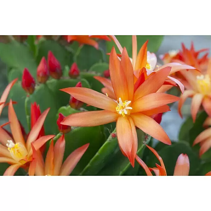 Piardino Osterkaktus - Rhipsalidopsis, Topfgröße: 11 cm, Rot - Stimmungsaufnahme