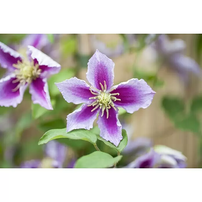 Piardino Waldrebe - Clematis Hybriden - Stimmungsaufnahme