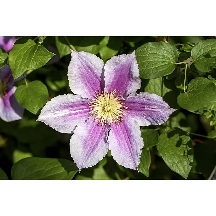 Piardino Waldrebe - Clematis Hybriden - Nahaufnahme einer lila Clematisblüte mit gelber Mitte, umgeben von grünen Blättern, die die zarte Schönheit der Blüte hervorhebt.