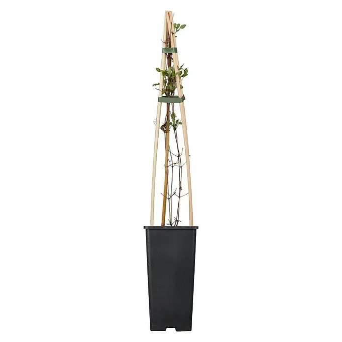Piardino Waldrebe - Clematis Hybriden - Bild einer Pflanze mit Rankhilfe in einem schwarzen Topf. Die Rankhilfe stützt die Pflanze beim Wachsen.
