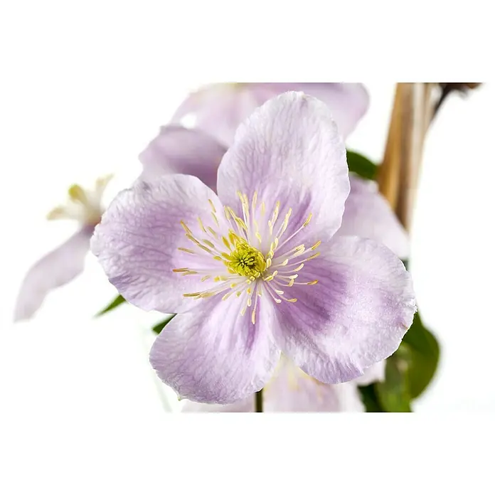 Piardino Waldrebe - Clematis montana, Blütenfarbe: Weiß - Nahaufnahme einer hellvioletten Clematis-Blüte mit gelben Staubgefäßen und Blütenblättern mit sichtbaren Adern.