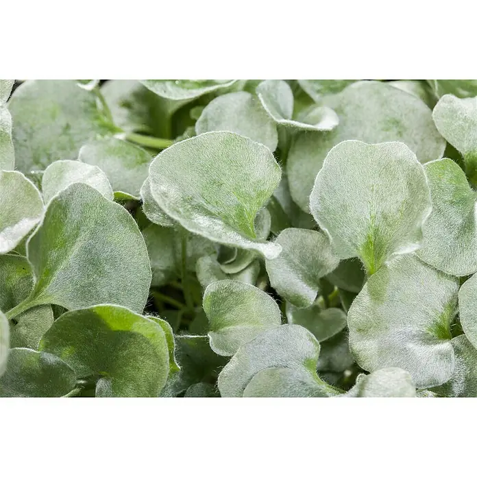Piardino Silberregen - Dichondra argentea 'Silver Falls', Blütenfarbe: Gelbgrün, 13 cm - Nahaufnahme von Silberblatt Pflanzen mit weichen, silbrigen Blättern, die eine dichte, samtige Textur zeigen.\n