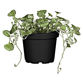 Piardino Silberregen (Dichondra argentea 'Silver Falls', Blütenfarbe: Gelbgrün, 13 cm)