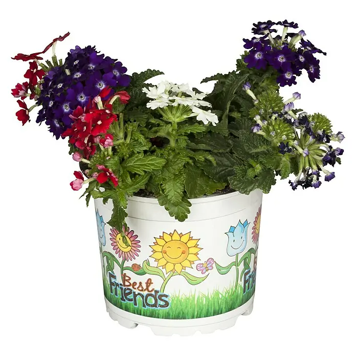 Piardino Eisenkraut - Verbena Hybride, Topfgröße: 13 cm, Bunt - Bunter Verbenen-Mix im Topf "Beste Freunde": Ein farbenfrohes Geschenk, das Freude bringt und die Freundschaft feiert, perfekt für jeden Anlass.
