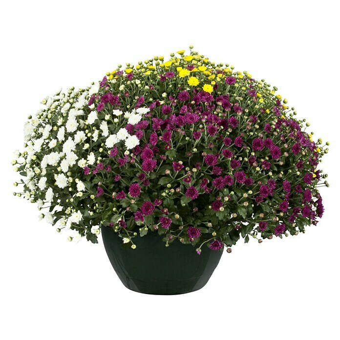 Piardino Crisantemo (Chrysanthemum Hybride, Tamaño de maceta: 25 cm, Semidoble)