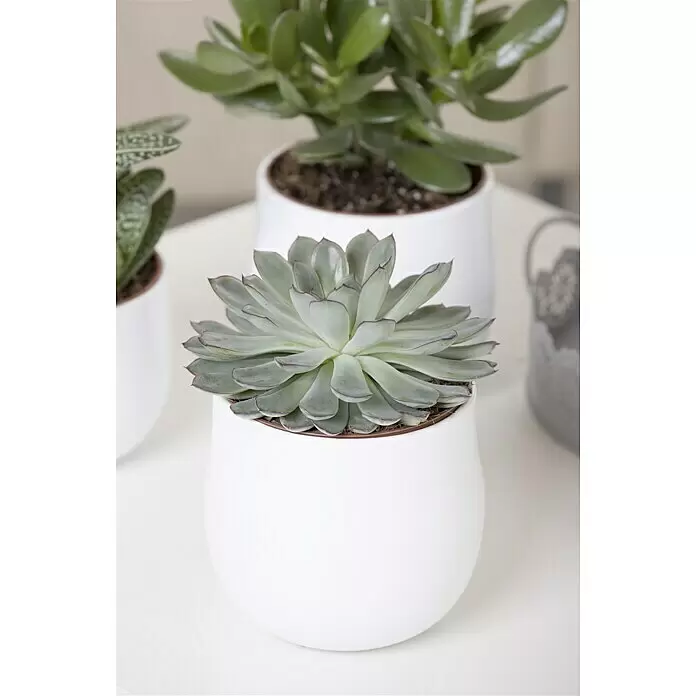 Piardino EcheverieEcheveria pulidonis, Topfgröße: 12 cm, Grün/Grau/Rot
