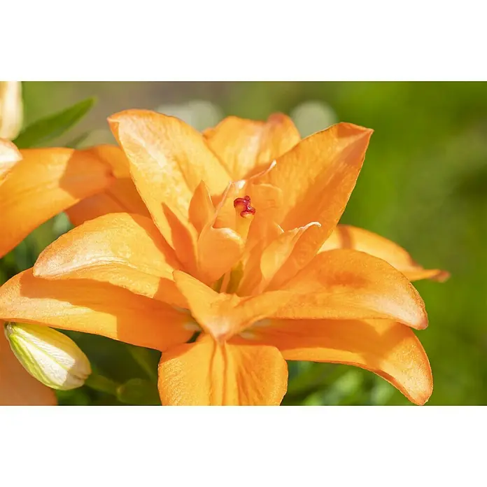 Piardino Lilie - Topfgröße: 13 cm - Nahaufnahme einer orangefarbenen Lilie mit vielen Blütenblättern und einem roten Stempel in der Mitte.