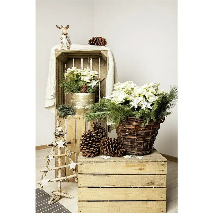 Piardino Begonie - Begonia elatior, Topfgröße: 14 cm, Weiß - Festliche Weihnachtsdekoration mit Blumen, Tannenzweigen, Zapfen und einem Holzstern, arrangiert auf rustikalen Holzkisten für eine warme, einladende Atmosphäre.