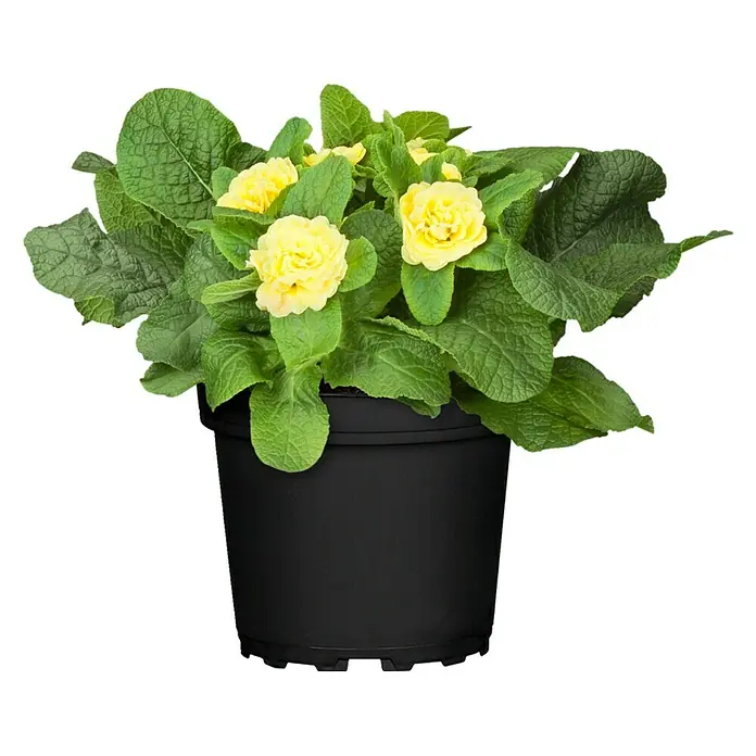 Piardino Primel Belarina - Primula acaulis, Topfgröße: 13 cm - Gelbe Primel in einem schwarzen Topf, ideal für den Innenbereich oder den Garten. Bringt Farbe und Freude in jeden Raum.