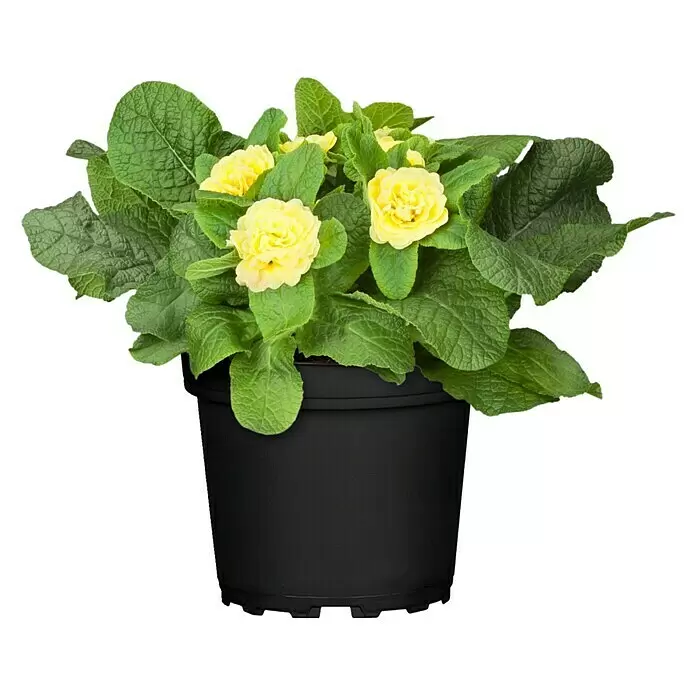 Piardino Primel BelarinaPrimula acaulis, Topfgröße: 13 cm