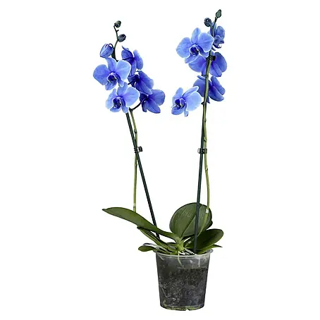 Piardino  Orquídea mariposa