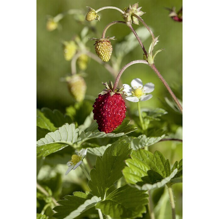 Piardino Monats-Erdbeere WaldfruchtstarFragaria vesca var. semperflorens, 8 Stk., Erntezeit: Mai - Oktober Mood Shot