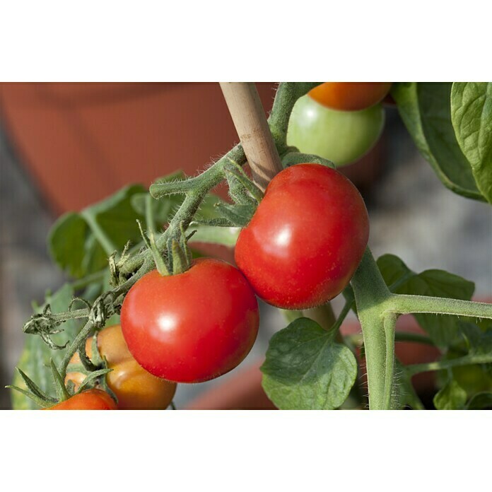 Piardino Tomate (Tamaño de maceta: 12 cm)