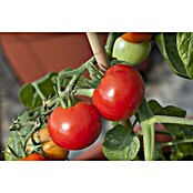 Piardino Tomate (Tamaño de maceta: 12 cm)