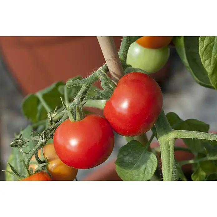 Piardino Tomate - Lycopersicum esculentum Sportivo F1, 12 cm, Cosecha: Julio - Primer plano de dos tomates rojos maduros que crecen en una planta con hojas verdes, mostrando su frescura y madurez.