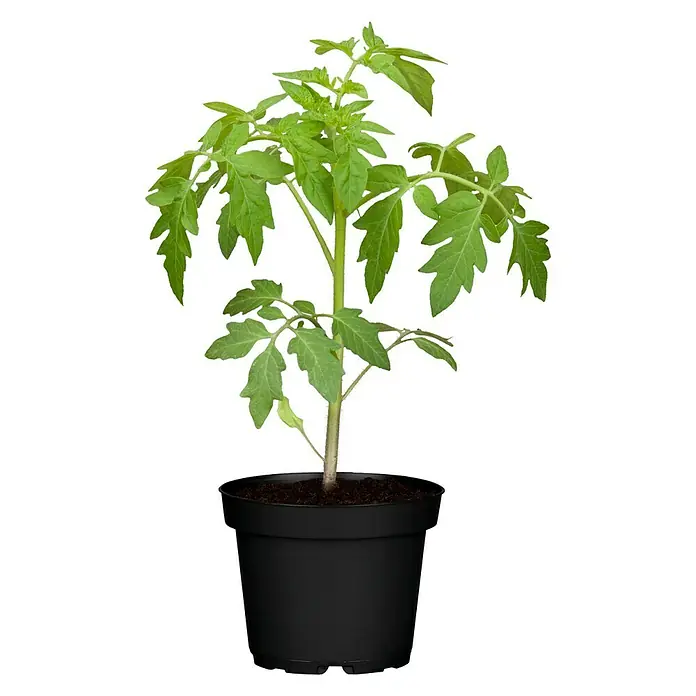 Piardino Tomate - Lycopersicum esculentum Campos, 12 cm, Erntezeit: Juli - Nahaufnahme einer Tomatenpflanze in einem schwarzen Topf. Ideal für Gartenliebhaber, die ihr eigenes Gemüse anbauen möchten.