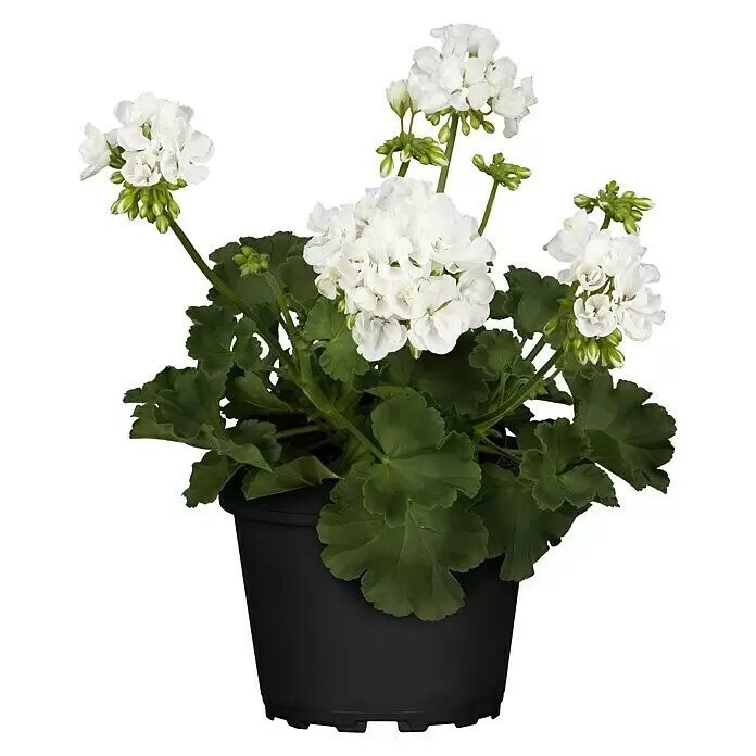 Zonal-Pelargonie - Pelargonium zonale, Topfgröße: 12 cm - Weiße Geranienpflanze mit grünen Blättern in einem schwarzen Plastiktopf.