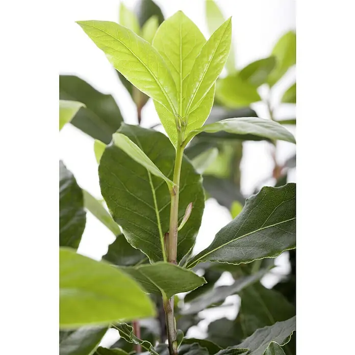 Piardino Lorbeer Lorbeerbaum - Laurus nobilis, Blütenfarbe: Cremeweiß, 14 cm - Nahaufnahme einer Lorbeerpflanze mit grünen, glänzenden Blättern und einem braunen Stiel, ideal für Küche und Garten.