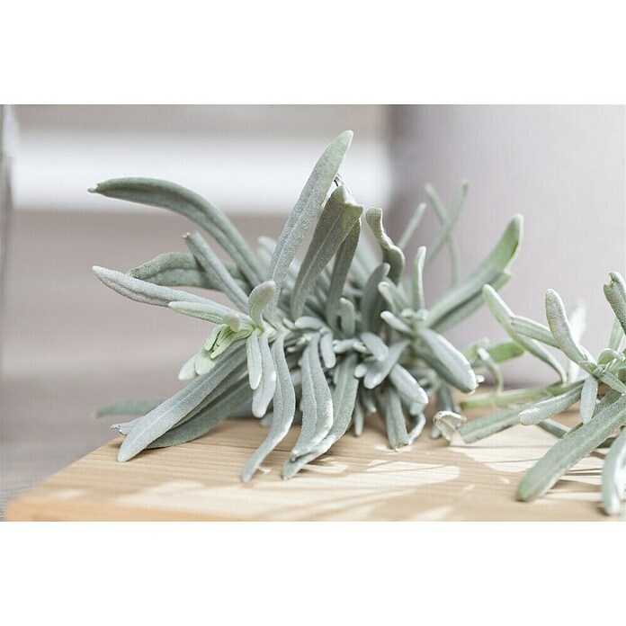 Piardino Currykraut (Topfgröße: 12 cm)