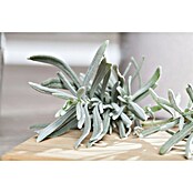 Piardino Currykraut (Topfgröße: 12 cm)