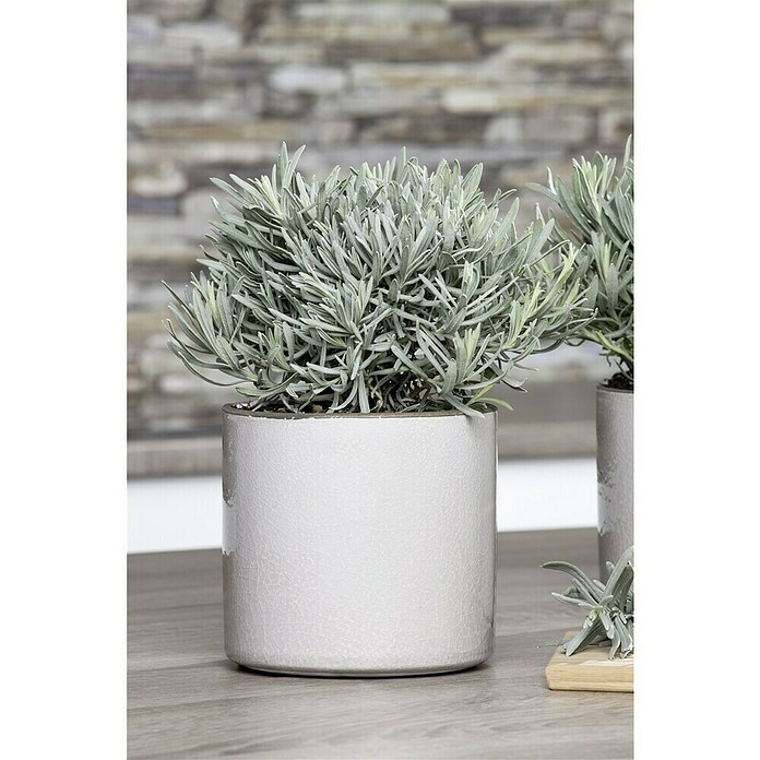 Piardino Currykraut (Topfgröße: 12 cm)