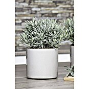 Piardino Currykraut (Topfgröße: 12 cm)
