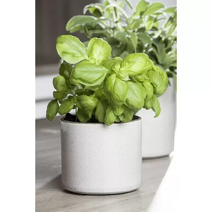 Piardino Basilikum großblättrig - Ocinum basilicum, Topfgröße: 10 cm - Stimmungsaufnahme