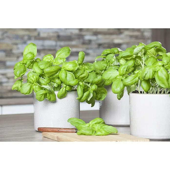 Piardino Basilikum Bio - Ocimum basilicum - Nahaufnahme von drei Basilikumpflanzen in weißen Töpfen auf einem Holztisch mit Backsteinhintergrund, die frische Kräuter für die Küche bieten.