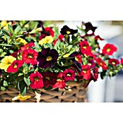 Calibrachoa - Hybriden 13 Sonderfarben