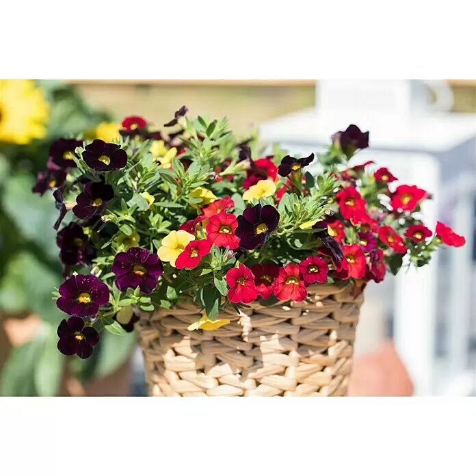 Piardino Zauberglöckchen Sonderfarben - Calibrachoa, Blütenfarbe: Bunt, 13 cm - Stimmungsaufnahme