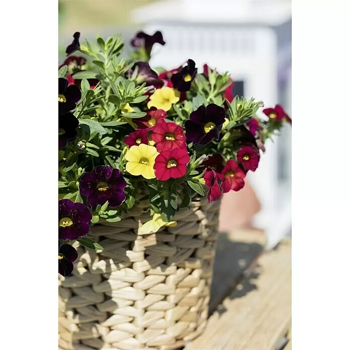 Piardino Zauberglöckchen Sonderfarben - Calibrachoa, Blütenfarbe: Bunt, 13 cm - Stimmungsaufnahme