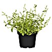 BLU Agastache mexicana 12