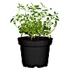 BLU Agastache mexicana 12