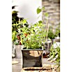 BLU Agastache mexicana 12
