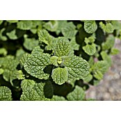 Piardino Blu Bio Erdbeerminze (Topfgröße: 12 cm)