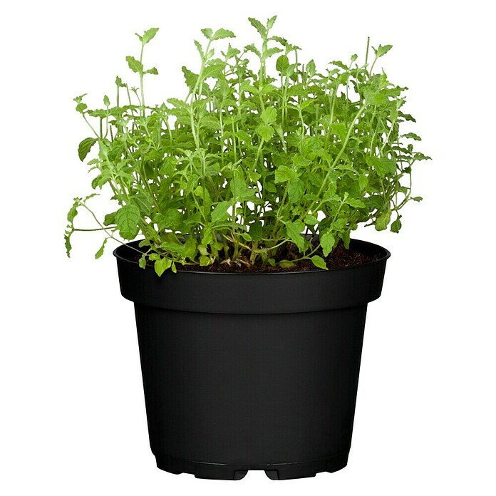 Piardino Blu Bio Erdbeerminze (Topfgröße: 12 cm)