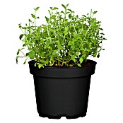 Piardino Blu Bio Erdbeerminze (Topfgröße: 12 cm)